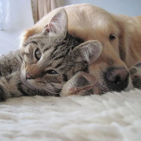 Cat Flea & Tick Control