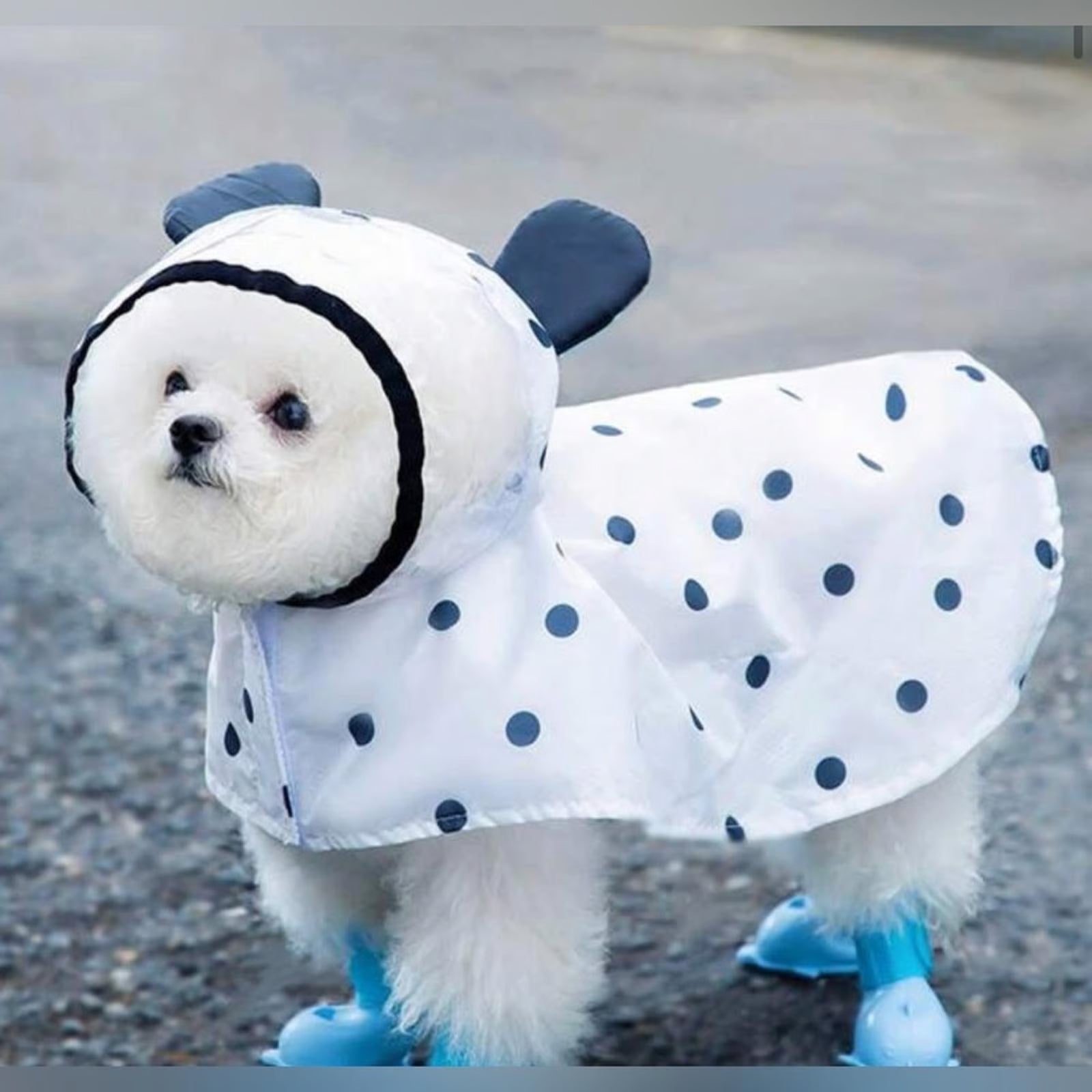 Dog Apparel & Accessories