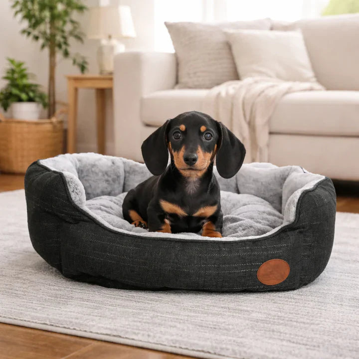Dog Beds & Furniture