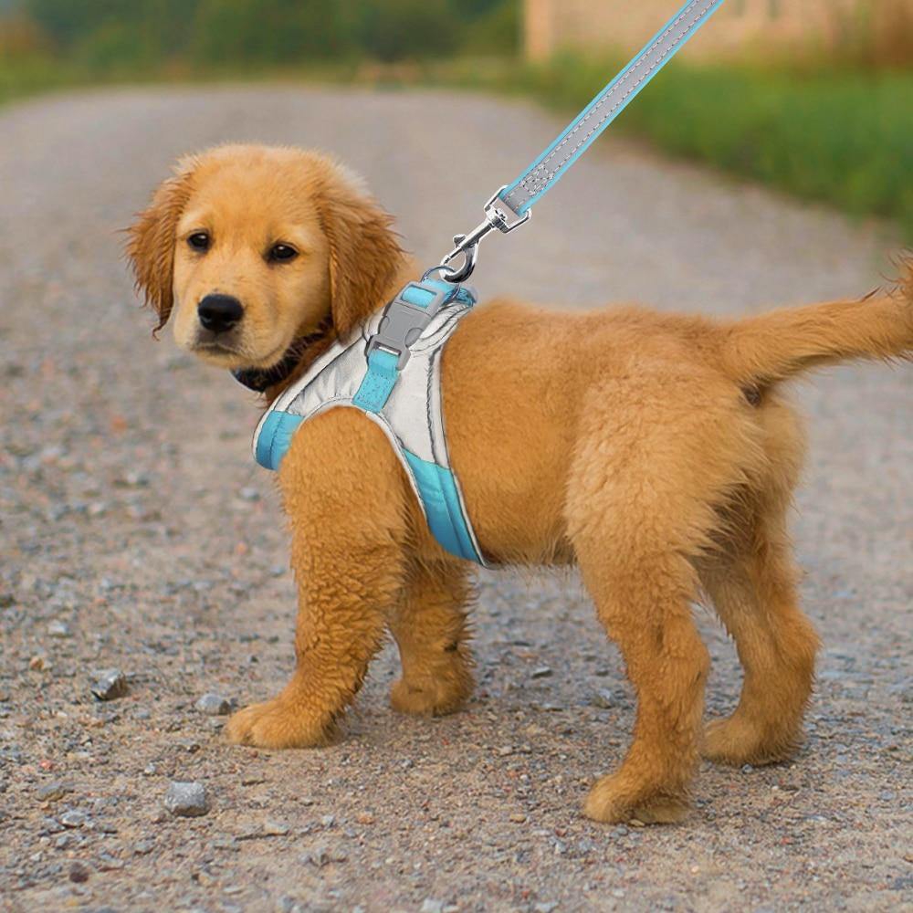 Dog Collars, Harnesses & Leashes