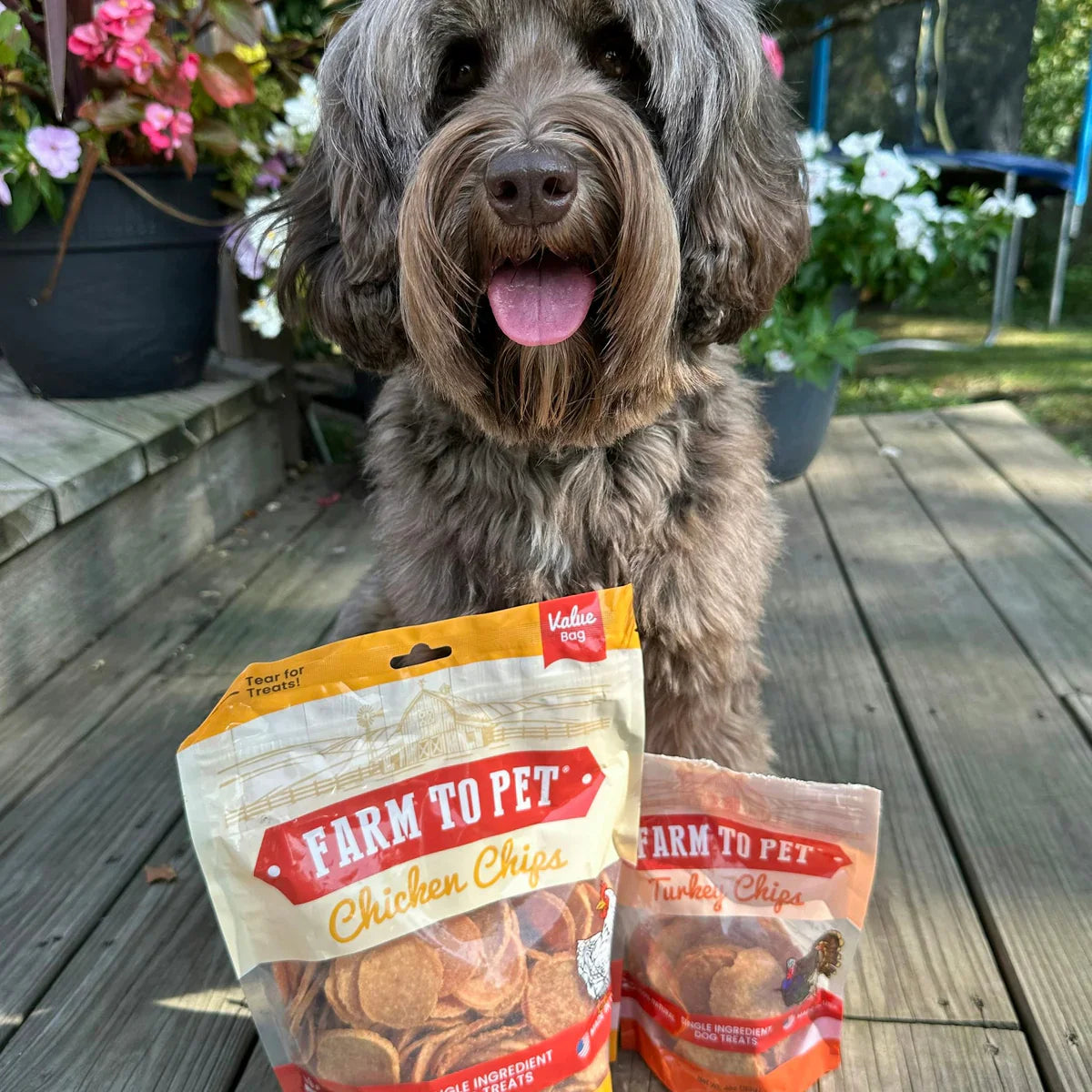 Dog Treats