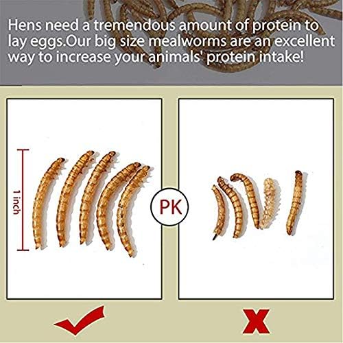 HANDPOINT 22 lbs Dried Mealworms, 100% Non-GMO Natural High-Protein,Treats for Chicken, Fish, Bird Food(22LB)