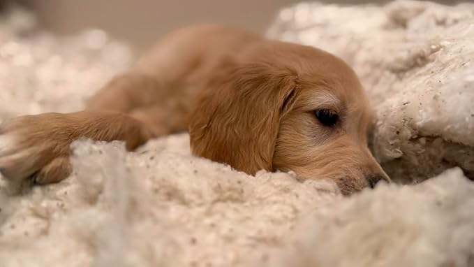 Rectangular Muslin Dog Bed Insert with Raw Cotton Filler, Natural Pet Bed Cushion Insert, Breathable Inner Pillow for Dog Bed Covers (Medium 36"x22"x4")
