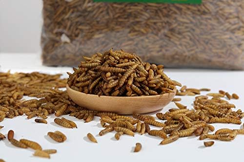 HANDPOINT Black Soldier Fly Larvae Superior to Dried Mealworms for Chickens - Non-GMO - Treats for Birds Chickens Hedgehog Hamster Fish Reptile Turtles (10LB)