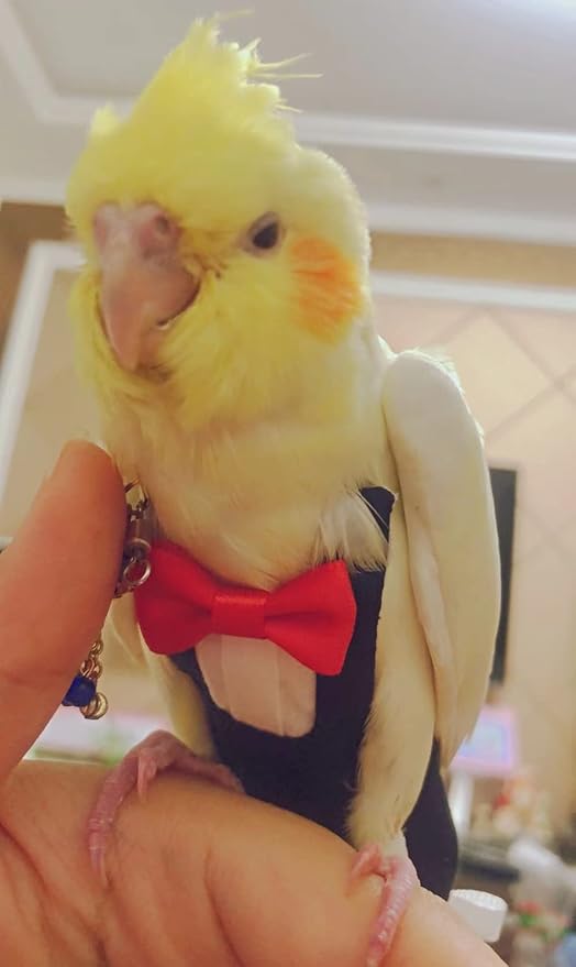 Bird Flight Suits Diapers, Parrot Flight Suits Diapers for Monk Parakeets, Cockatiels Flight Suits, Parrot Clothes, Bird Training Nappy Suit Liners Clothes (X-Large,Black)