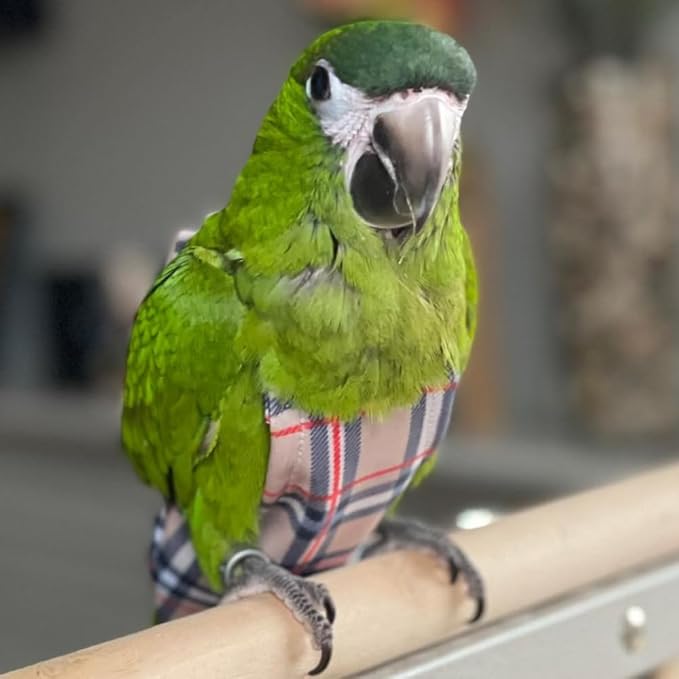 Avian Fashions FeatherWear FlightSuit Wide(7) Bird Diaper in BirBerry