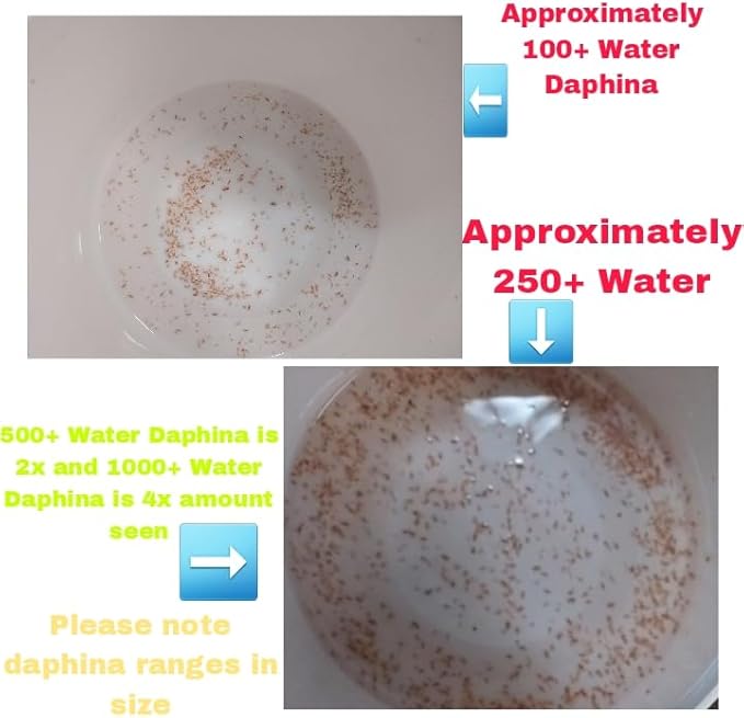 Starter Booster Pack 250+ Water Daphnia and 4 Triple Filtered Rainwater Starter