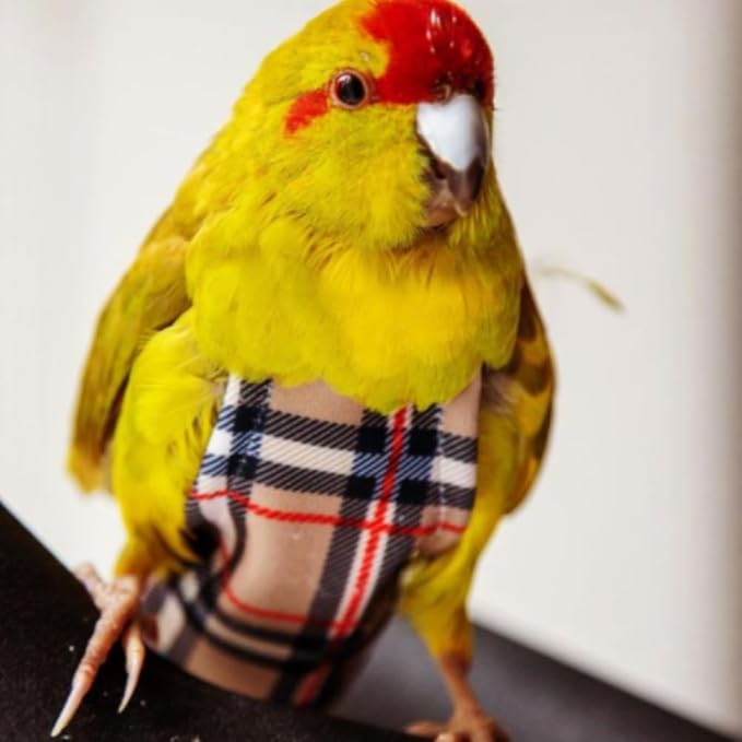 Avian Fashions FeatherWear FlightSuit X-Small Plus(2.5) Bird Diaper in BirBerry