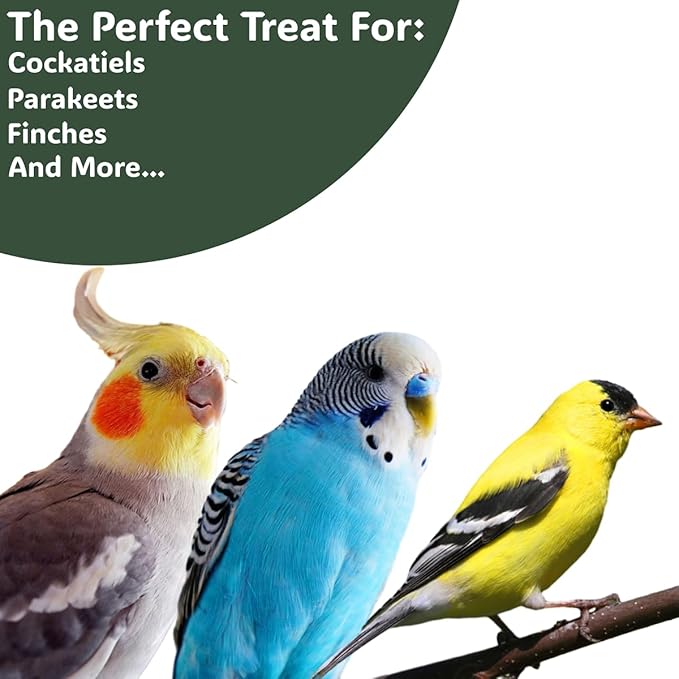 Natural Spray Millet 2lb (Only Edible Tops) Stemless- Non-GMO, Chemical-Free, Hand-Harvested Fresh Treat for Parakeets, Cockatiels, Finches, and Small Pets