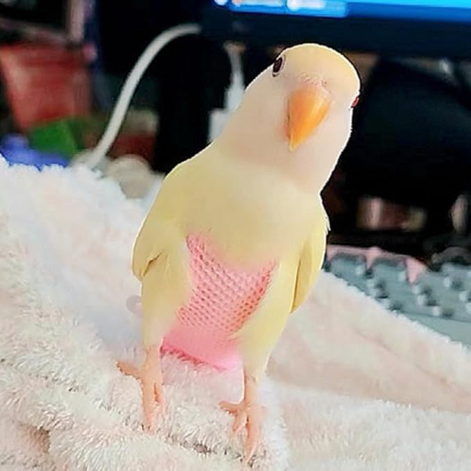 5 Pcs Summer Holey Style Bird Diaper Parrot Nappy Reusable Flight Suit with Waterproof Inner for Parakeet Cockatiel Macaw Budgie Lovebird Conure (2M)