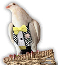 Bev's Bird Boutique Regular Flyper Adjustable Bird Diaper | Reusable, Washable Cloth | Comfort Fit for Parrot, Cockatiels, & Other Small Birds | Fashionable Avian Accessories, Retro Tux, Size 14