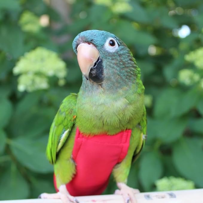 Avian Fashions FeatherWear FlightSuit Colossal(15) Bird Diaper in Red