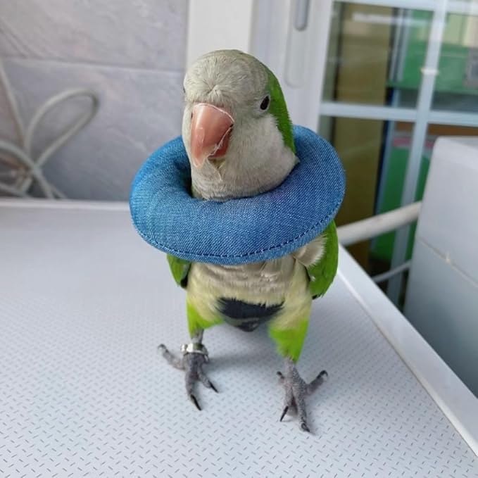 Parrot Neck Collar Pet Anti-bite Picking Feather Healing Protective Neck Cover Collar for Birds Conures Cockatiels Lovebirds Budgies Cockatoos African Grey Random Color (M)
