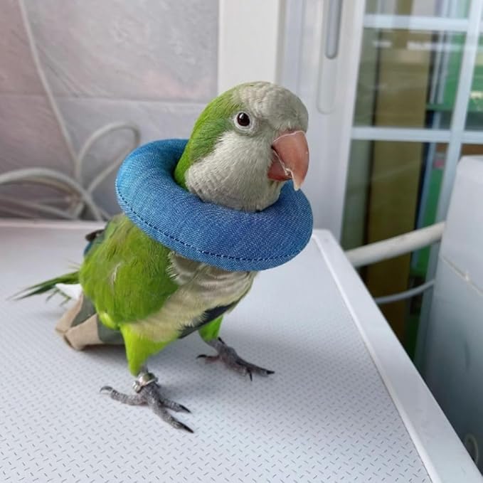 Parrot Neck Collar Pet Anti-bite Picking Feather Healing Protective Neck Cover Collar for Birds Conures Cockatiels Lovebirds Budgies Cockatoos African Grey Random Color (2XL)
