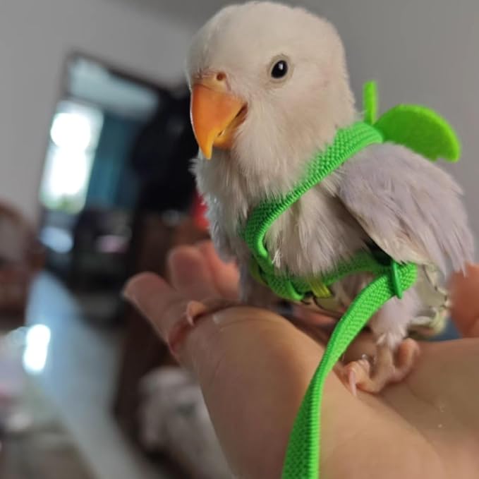 Adjustable Bird Diaper Harness Flight Suit Clothes with 80 Inch Flying Leash Rope for Parrots Conure Cockatiel (Green,Pigeon)