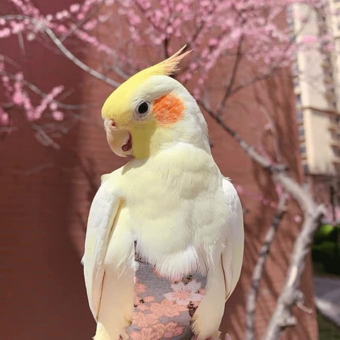 Bird Flight Suits Diapers, Parrot Diapers for Monk Parakeets, Cockatiels, Parrot Clothes Costume, Bird Training Nappy Suit Liners Clothes (Large,Pink)