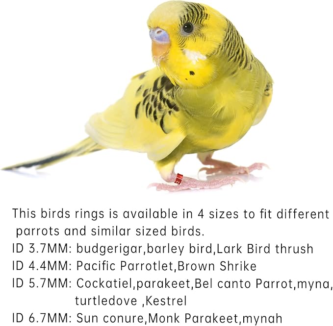 Open Bird Ring Bird Band Bird Foot Ring Bird Leg Bands Rings for Birds Tags Aluminum Alloy Split Ring Mixed Color for Parrots Hibiscus Bird Finches Etc 50Pcs (ID 5.7MM)
