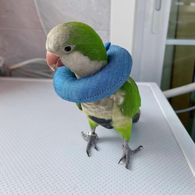 Parrot Neck Collar Pet Anti-bite Picking Feather Healing Protective Neck Cover Collar for Birds Conures Cockatiels Lovebirds Budgies Cockatoos African Grey Random Color (L)
