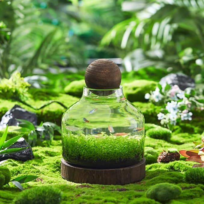 Glass Aquarium, Miniature Landscape Terrarium Glass Fish Tank with Wooden Base, Modern Betta Fish Tank, Small Aquarium for Home and Office Decoration,XL