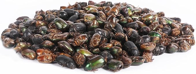Exotic Nutrition 2 LB Beetle Craze Chicken Feed | High Protein Dried Beetles | Better Than Mealworms