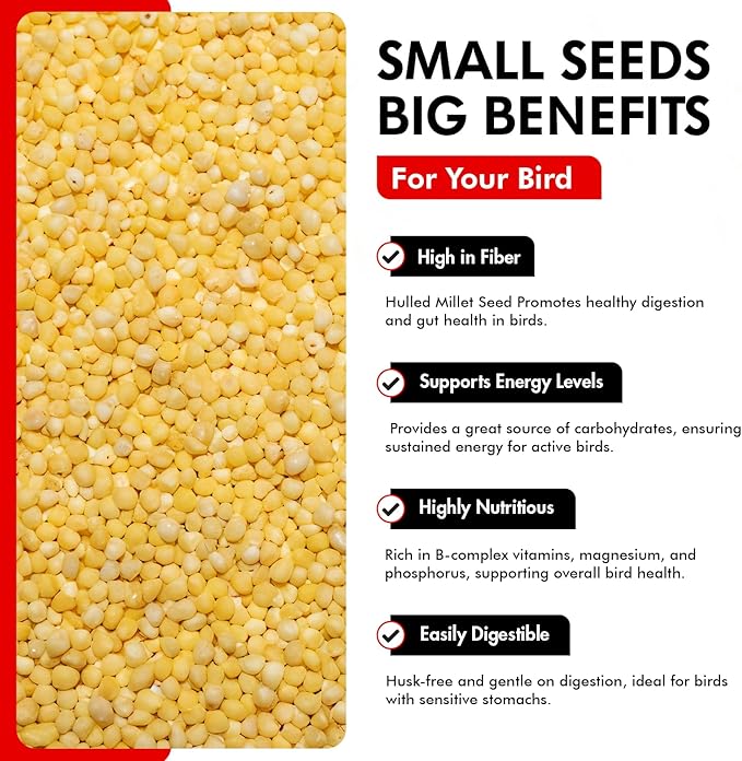 Morning Bird Hulled Millet 1.5 lbs – Nutritious Hulled Millet Seed - Waste Free - No Mess - Easily Digestible with High Fiber, Rich in Vitamins & Minerals for Birds, Ideal Bird Feed for All Bird Types