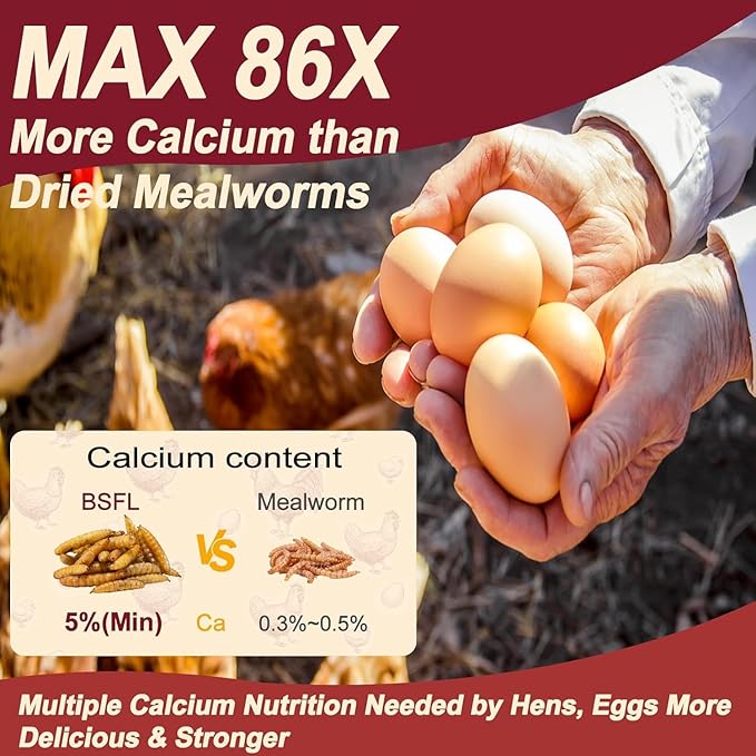 Black Soldier Fly Larvae for Chickens, Non GMO High Calcium BSF Larvae Fly Grubs Than Dried Mealworms for Turkeys, High Protein Chicken Treats for Laying Hens, Natural Wild Bird Food 10LB (2.5LB * 4)
