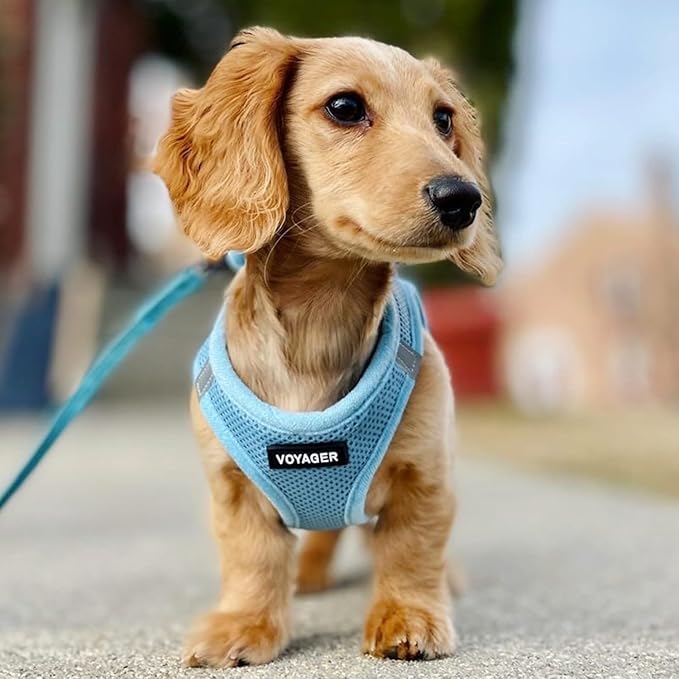 Best Pet Supplies Voyager Step-in Air Harness - All Weather Mesh, Reflective, No Pull Harness for Dogs, Cats - Secure with Hook & Loop Fastener, Buckle, Double D-Rings - Baby Blue, XXS