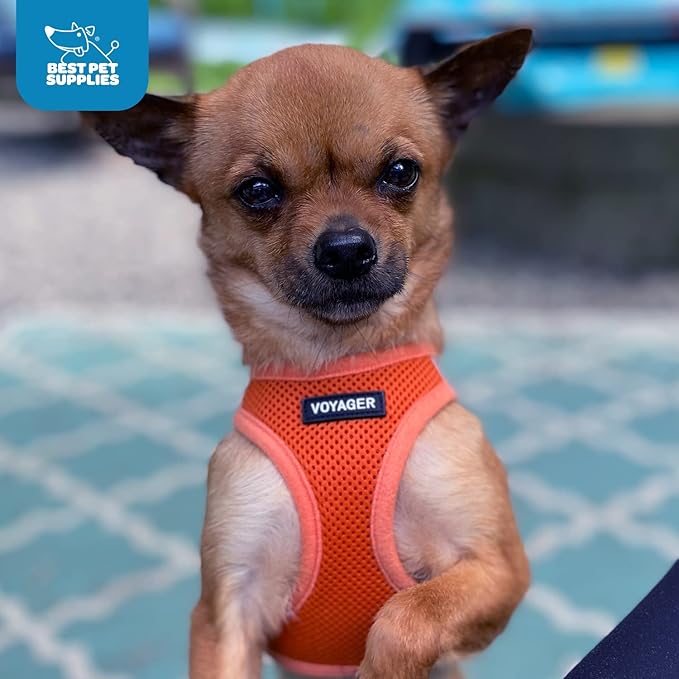Best Pet Supplies Voyager Step-in Air Harness - All Weather Mesh, Reflective, No Pull Harness for Dogs, Cats - Secure with Hook & Loop Fastener, Buckle, Double D-Rings - Orange, XS