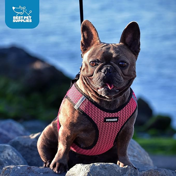 Best Pet Supplies Voyager Step-in Air Harness - All Weather Mesh, Reflective, No Pull Harness for Dogs, Cats - Secure with Hook & Loop Fastener, Buckle, Double D-Rings - Fuchsia 2-Tone, L