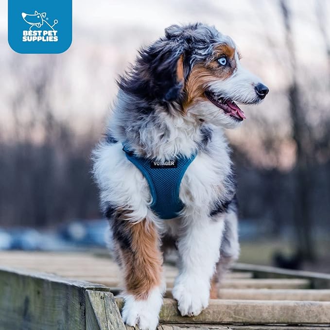 Best Pet Supplies Voyager Step-in Air Harness - All Weather Mesh, Reflective, No Pull Harness for Dogs, Cats - Secure with Hook & Loop Fastener, Buckle, Double D-Rings - Blue, M