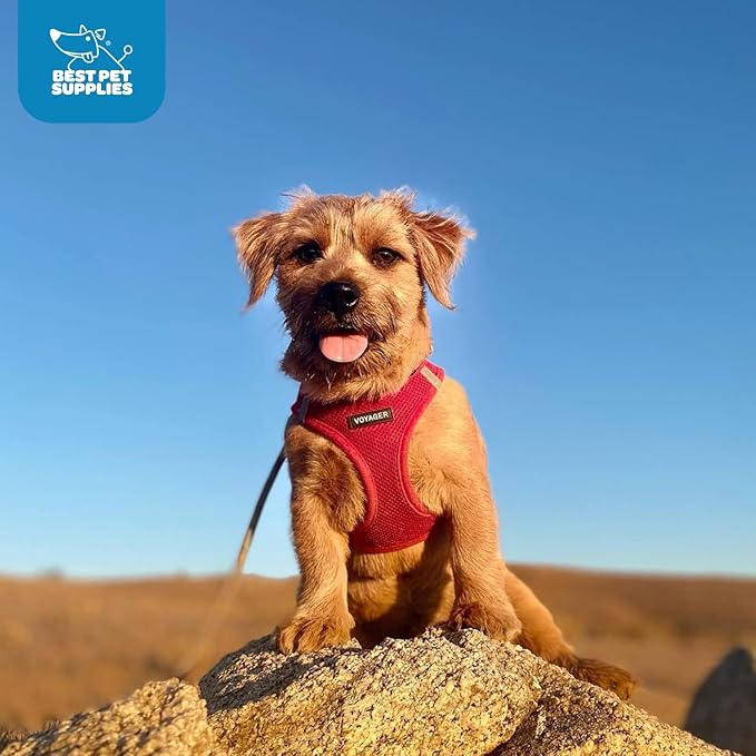 Best Pet Supplies Voyager Step-in Air Harness - All Weather Mesh, Reflective, No Pull Harness for Dogs, Cats - Secure with Hook & Loop Fastener, Buckle, Double D-Rings - Red, XL