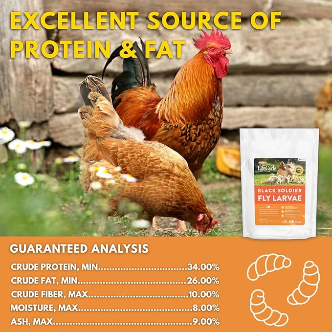 Black Soldier Fly Larvae Chicken Treats, Mealworms Alternative, Grubs for Chickens, High Calcium for Laying Hens, Made in USA, 1.75 lbs