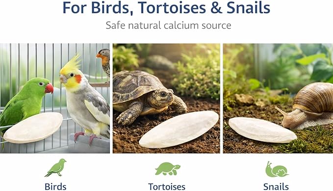 Birds LOVE 3.5-4″ Cuttlebones for Birds – 100% Natural Sun-Dried Calcium & Beak Conditioning Supplement for Parakeets, Budgies, Cockatiels, Finches & Canaries – 4 Pack with Holder – Made in Vietnam