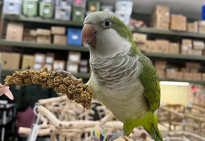 Birds LOVE Millet Tips & Tails for Birds - Parakeets, Cockatiels, Lovebirds, Budgies, Canaries, Cockatoos - Natural & Healthy Millet for Bird, Parakeet Food & Treats for All Parrots, 1lb (Pack of 25)