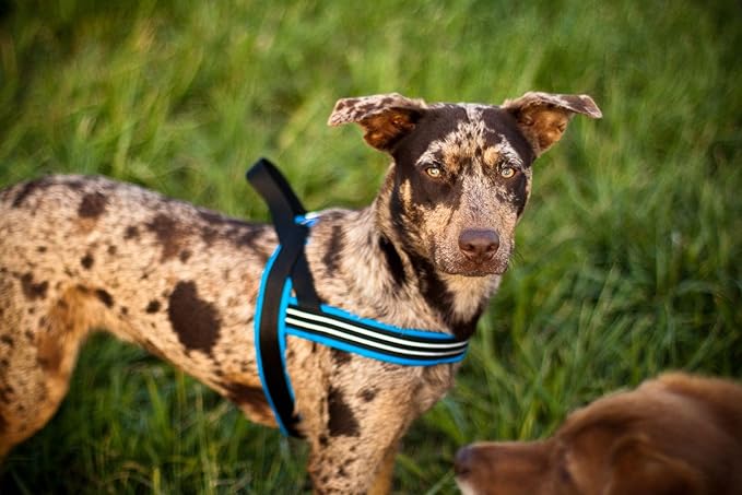 ComfortFlex Sport Dog Harness – No-Choke, Fully Padded, Non-Chafing Harness with Control Handle – Reflective, Lightweight, Adjustable for Active Dogs - Large, Berry
