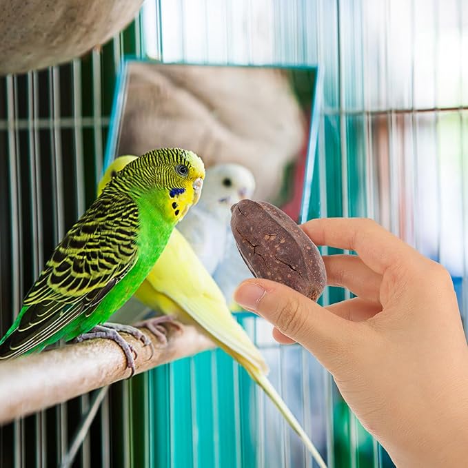 YARNOW 8pcs Natural Dried Fruit Bird Chew for Parakeets Cockatiels Parrot Biting to Mental Health and Prevent Boredom with Unique Shapes and Safe Materials