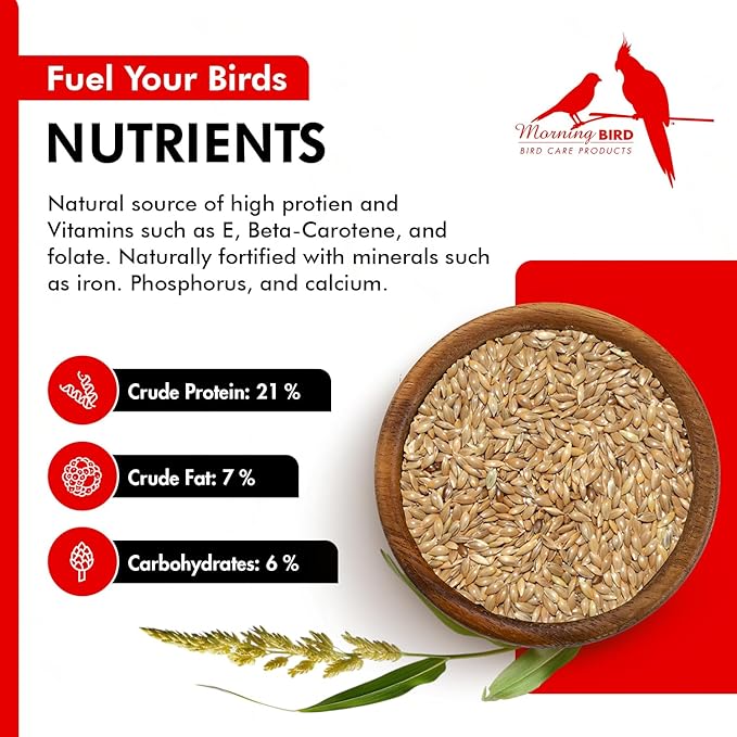 Morning Bird Canary Seed 4.5 lbs (3-Pack, 1.5 lbs Each), Nutrient-Rich Bird Seed, Creamy Golden Grain Powerhouse - Supports Healthy Feathers & Strong Bones – Natural Daily Nutrition for All Bird Types