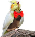 Bird Diaper Washable Reusable Parrot Flight Suit Nappies Protective Breathable Parrot Nappy Clothes for Parakeet, Macaw, Budgie, Canary, Cockatiel (Camouflage, Medium)