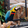 Bird Diaper Washable Reusable Parrot Flight Suit Nappies Protective Breathable Parrot Nappy Clothes for Parakeet, Macaw, Budgie, Canary, Cockatiel (Black, XXL)