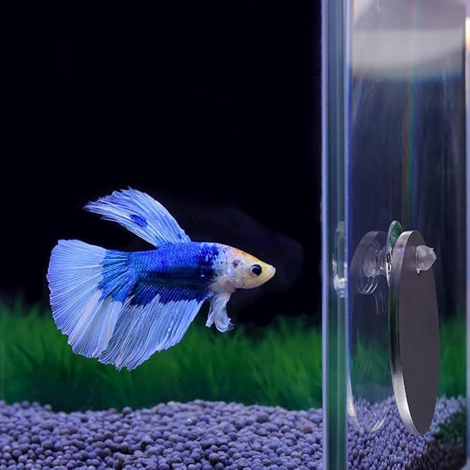 Betta Training Mirror Fish for Tank Fish Antidepressant Work Out Special for Betta Fitness Mirror Betta Toys Mirror Aquarium Decor (5cm) (6cm)