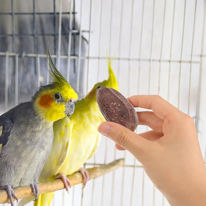 8pcs Natural Bird Chewing for Parrots Budgies Macaws Dried Fruit Chew Accessories Fun Foraging Shredding Treats to Reduce Loneliness and Promote Healthy Beak Maintenance