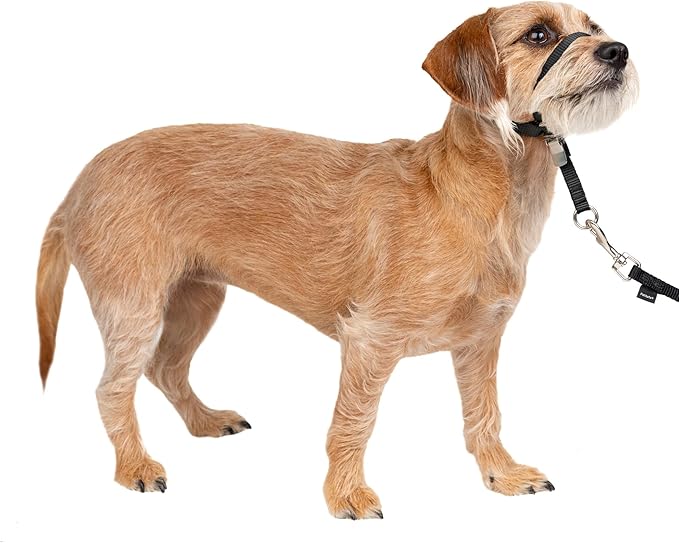 PetSafe Gentle Leader Headcollar No-Pull Dog Collar - Helps Improve Walks - Durable Nylon Construction - Padded Nose Loop - Adjustable Fit - Comfort Walking Halter - Small, Black