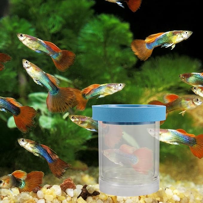 2pcs Aquarium Breeding Box Floating Incubator Fish Tank Isolation Box Plastic Hatchery Nursery for Guppy Fry and Small Fish