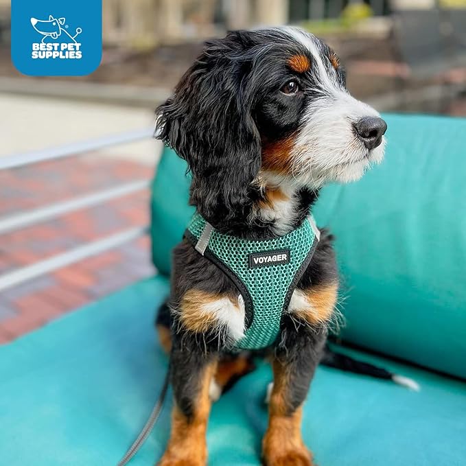 Best Pet Supplies Voyager Step-in Air Harness - All Weather Mesh, Reflective, No Pull Harness for Dogs, Cats - Secure with Hook & Loop Fastener, Buckle, Double D-Rings - Turqupise 2-Tone, M