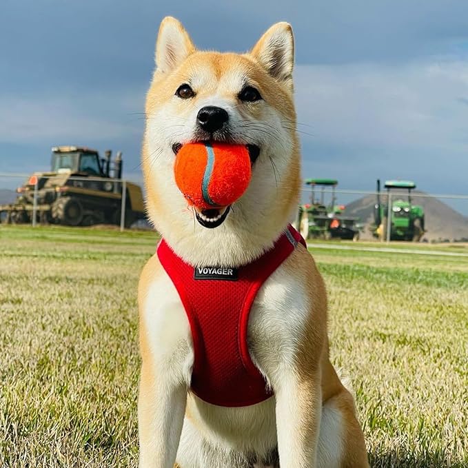 Best Pet Supplies Voyager Step-in Air Harness - All Weather Mesh, Reflective, No Pull Harness for Dogs, Cats - Secure with Hook & Loop Fastener, Buckle, Double D-Rings - Red, XS