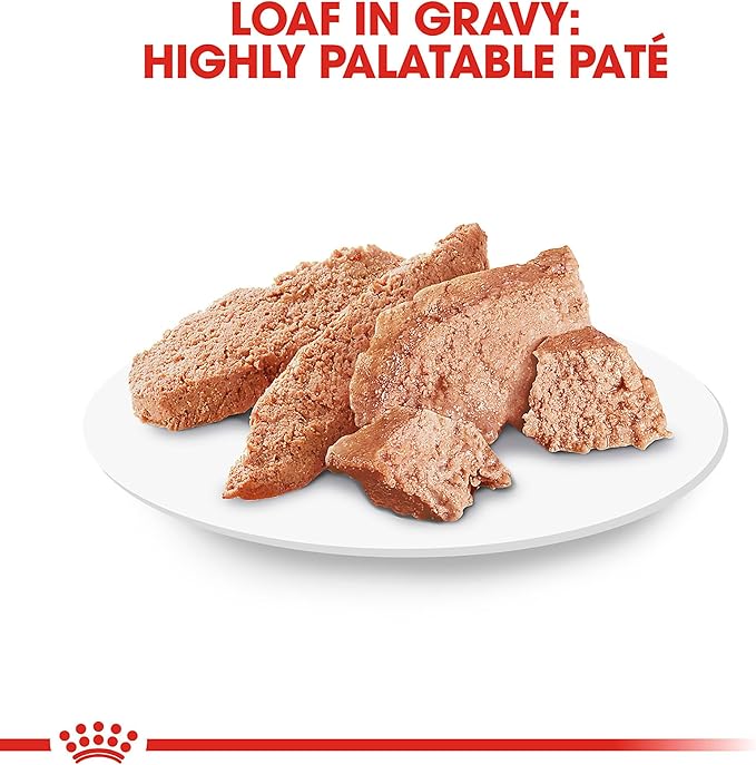Royal Canin Breed Health Nutrition Pomeranian Adult Loaf in Sauce Dog Food, 3 oz (Pack of 6)