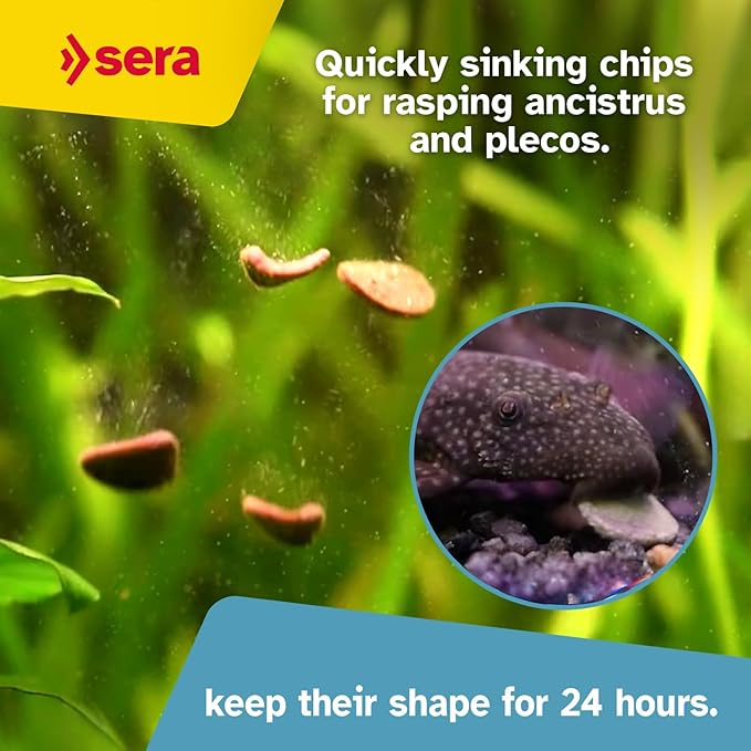 Sera Pleco Chips 3.4oz/0.21lbs | Premium Fish Food for Ancistrus & Plecos | High Fiber | No Dyes & Preservatives | Supports Digestion & Promotes Healthy Growth | Ideal for Bottom Feeders