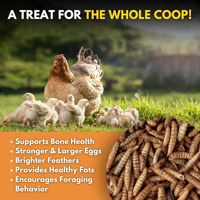 Black Soldier Fly Larvae Chicken Treats, Mealworms Alternative, Grubs for Chickens, High Calcium for Laying Hens, Made in USA, 1 lbs