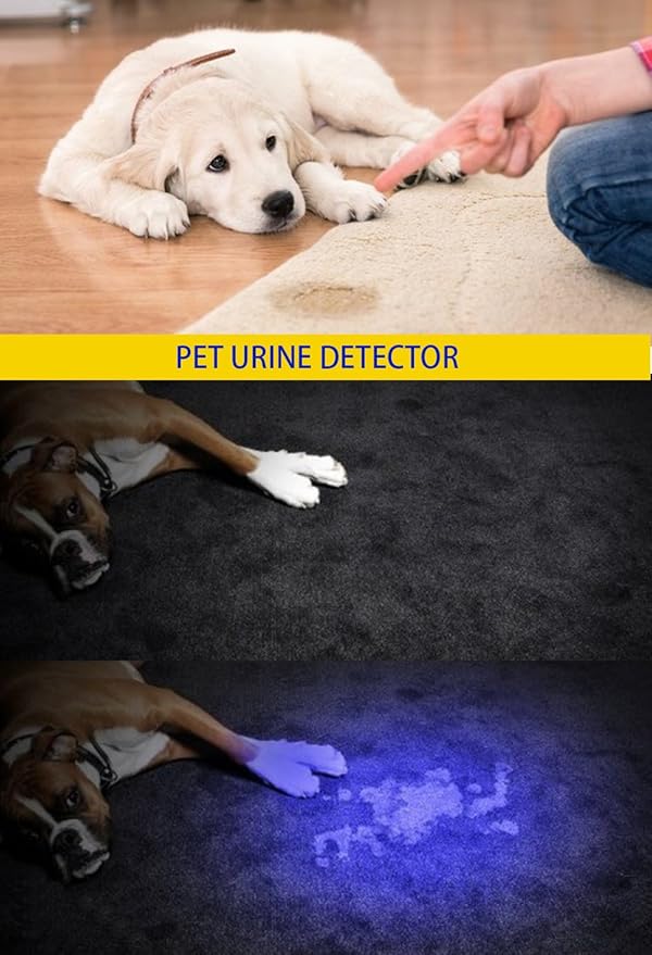 DARKBEAM UV Light Rechargeable USB Flashlight 395nm Blacklight Ultraviolet Wood's Lamp LED Portable Mini Handheld Pocket Torch Detector for Dog Urine Pet Stains Anti-counterfeiting, Resin Curing