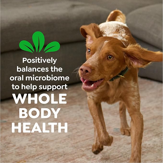 Greenies Veterinarian-Recommended Natural Dental Dog Treats, Large Size, Original Flavor, 36 oz. Pack, 24 Count